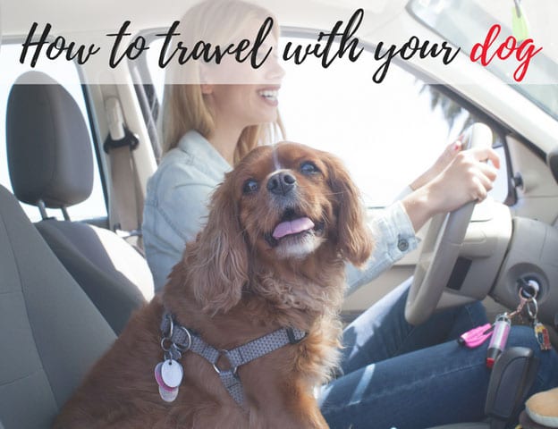 How to travel with your dog