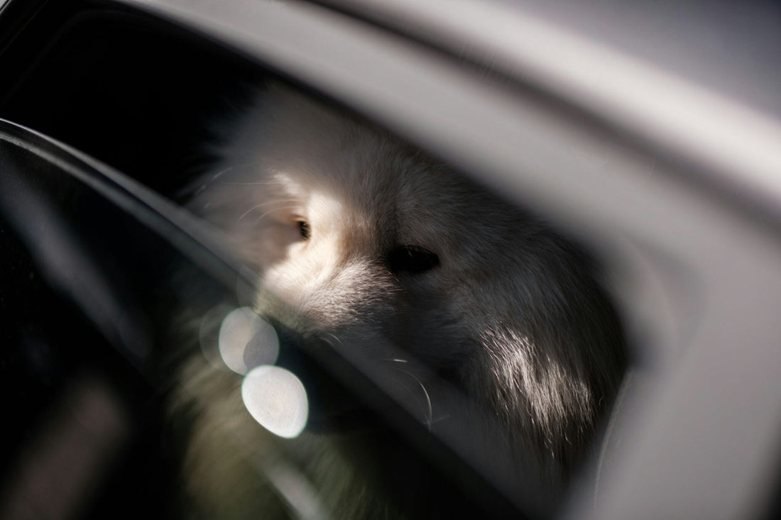 Dogs and Hot Cars: What to Avoid and How to Prevent Emergencies