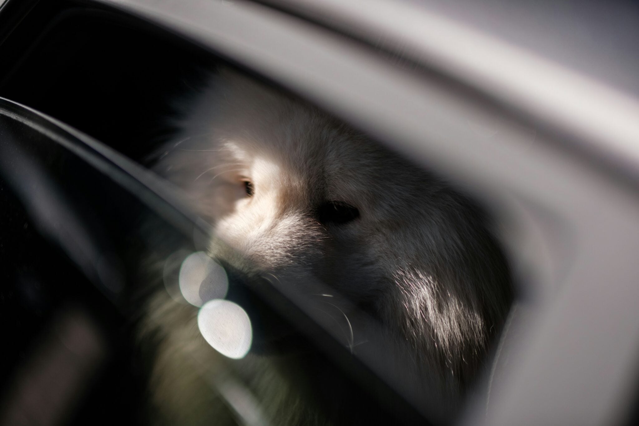Dogs and Hot Cars: What to Avoid and How to Prevent Emergencies
