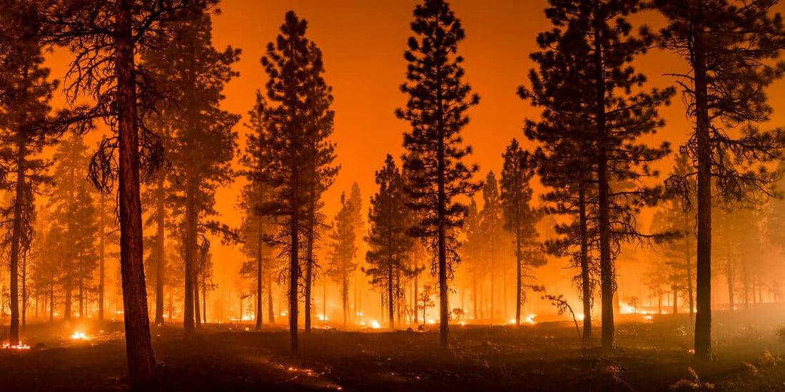 Fire Evacuation Guide