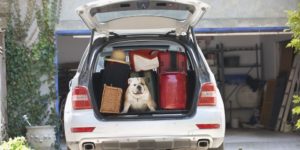 dog cooler trunk gift guide